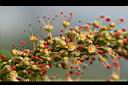 番龍眼-花03.jpg