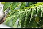 番龍眼-葉04.jpg