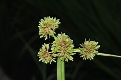 異花莎草-果序28.JPG