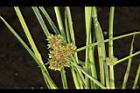 異花莎草-實02.JPG