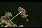 異花莎草-實11.JPG