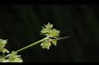 異花莎草-實13.JPG
