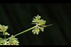 異花莎草-實14.JPG