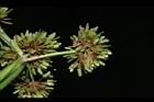 異花莎草-實16.JPG