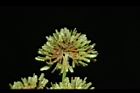 異花莎草-實17.JPG