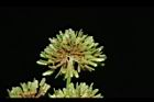 異花莎草-實18.JPG