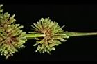 異花莎草-實20.JPG