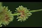 異花莎草-實21.JPG