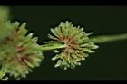 異花莎草-實22.JPG