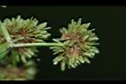 異花莎草-實23.JPG