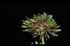 異花莎草-實24.JPG