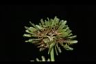 異花莎草-實25.JPG