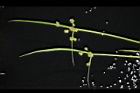 異花莎草-果序02.JPG