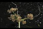 異花莎草-果序16.JPG