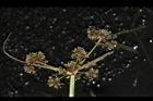 異花莎草-果序18.JPG