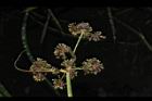 異花莎草-果序19.JPG