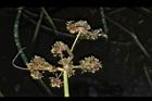 異花莎草-果序20.JPG