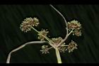 異花莎草-果序22.JPG