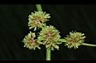 異花莎草-果序23.JPG