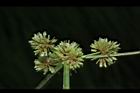 異花莎草-果序24.JPG