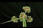 異花莎草-果序25.JPG