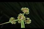 異花莎草-果序26.JPG