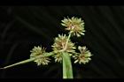 異花莎草-果序27.JPG