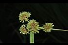 異花莎草-果序29.JPG