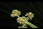異花莎草-果序30.JPG