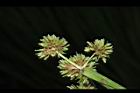 異花莎草-果序31.JPG
