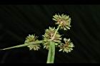 異花莎草-果序32.JPG
