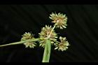 異花莎草-果序33.JPG