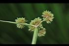 異花莎草-果序34.JPG