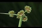 異花莎草-果序35.JPG