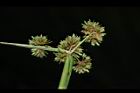 異花莎草-果序36.JPG