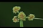 異花莎草-果序38.JPG