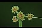 異花莎草-果序39.JPG