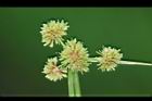 異花莎草-果序40.JPG