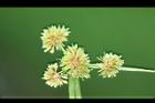 異花莎草-果序41.JPG