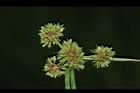 異花莎草-果序43.JPG