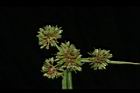 異花莎草-果序44.JPG