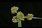 異花莎草-果序45.JPG