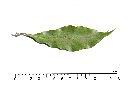 疏果海桐-葉背00.JPG