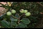 疏脈赤楠-實04.JPG
