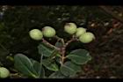 疏脈赤楠-實05.JPG