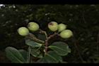 疏脈赤楠-實07.JPG