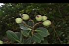 疏脈赤楠-實08.JPG