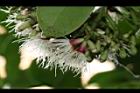 疏脈赤楠-花03.JPG