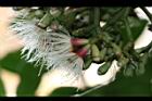疏脈赤楠-花07.JPG