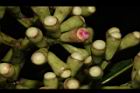 疏脈赤楠-花苞05.JPG